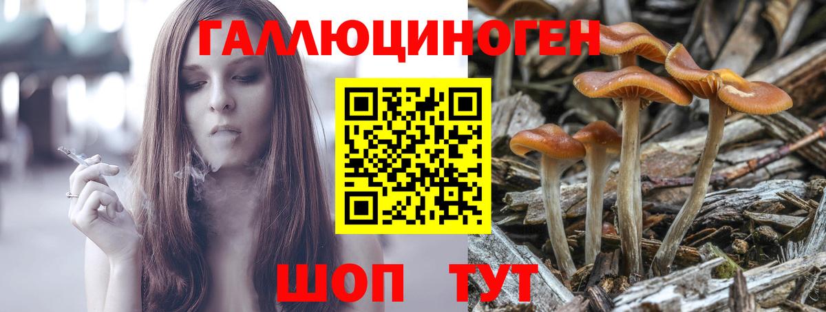Псилоцибиновые грибы GOLDEN TEACHER Кашира